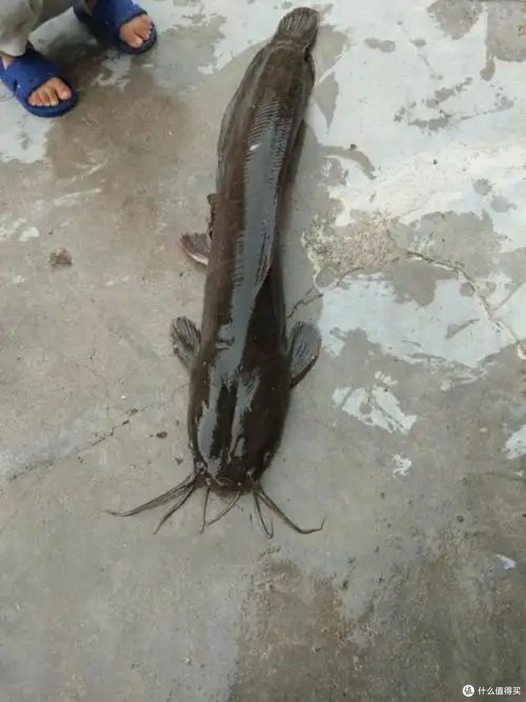 鲶鱼4须6须8须有什么区别,你知道吗?