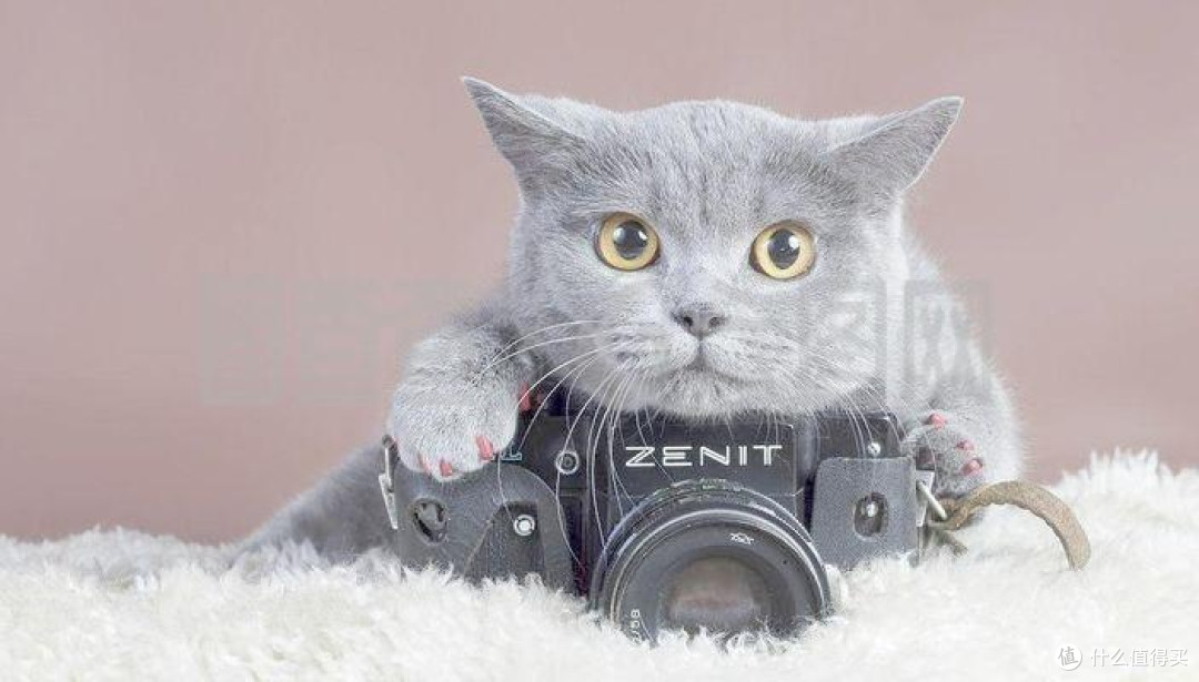 养猫多年你会发现,毛孩子的这些表现,说明情商很高,是福气!