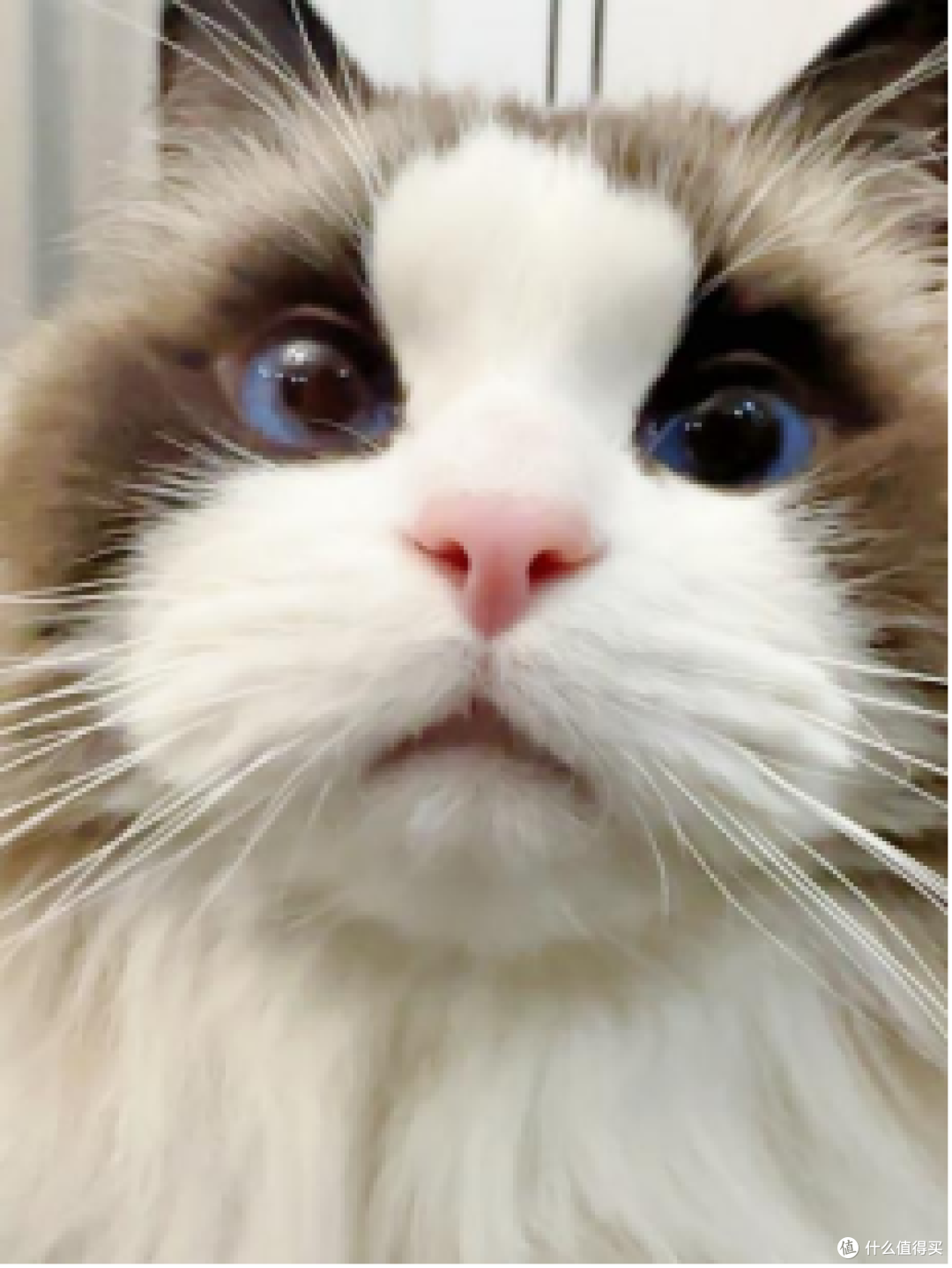 必看!2025年十大放心猫粮品牌排行榜整理,新手养猫选粮不踩坑