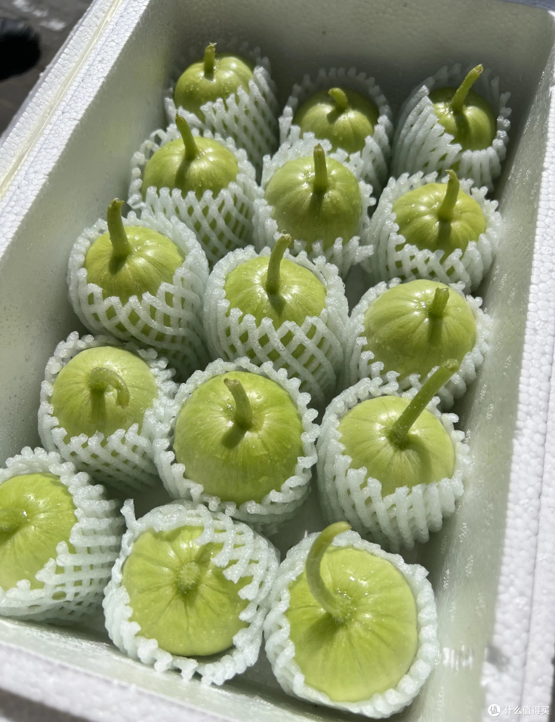一口沦陷!山东水果小黄瓜,脆嫩清甜的夏日宝藏