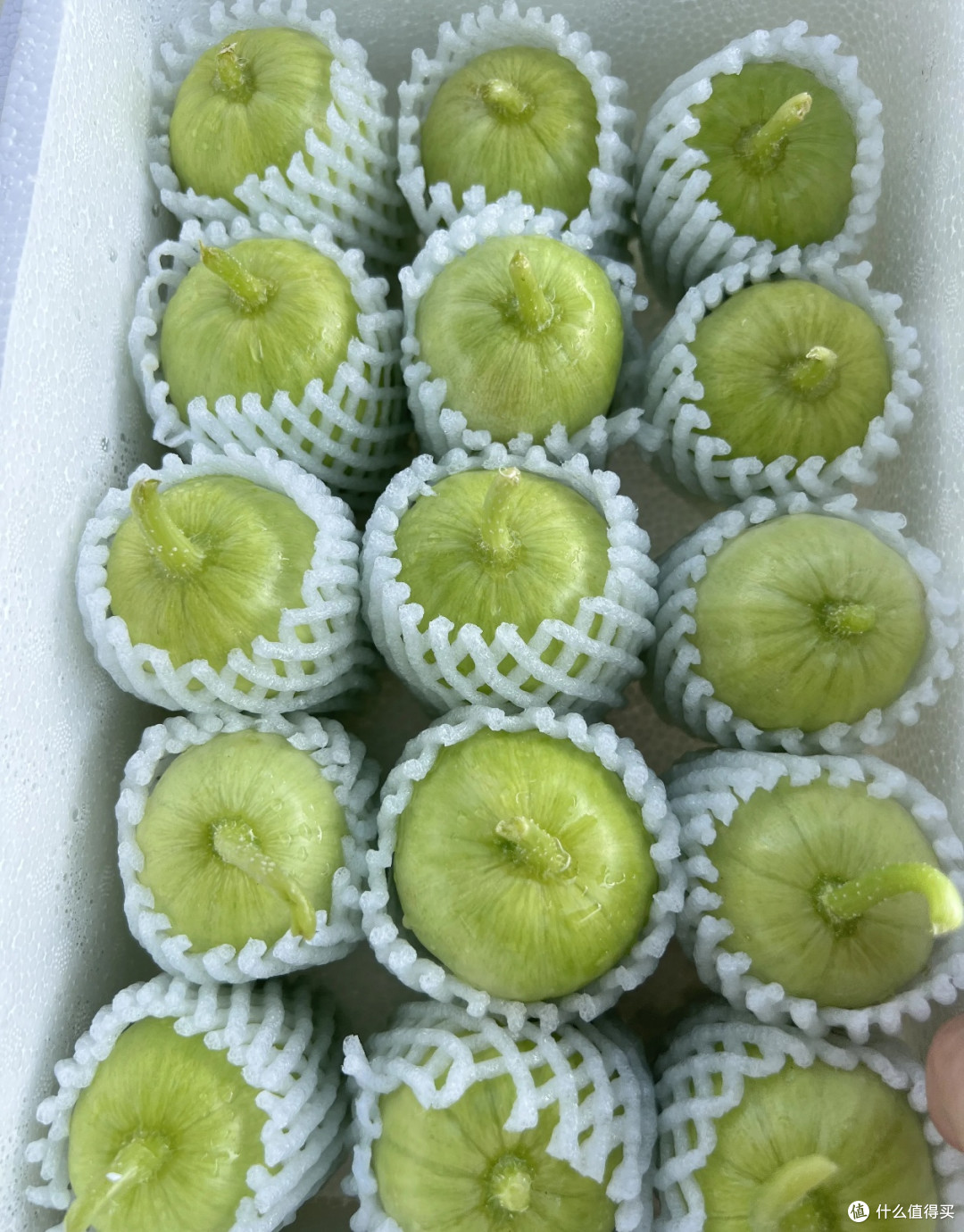一口沦陷!山东水果小黄瓜,脆嫩清甜的夏日宝藏