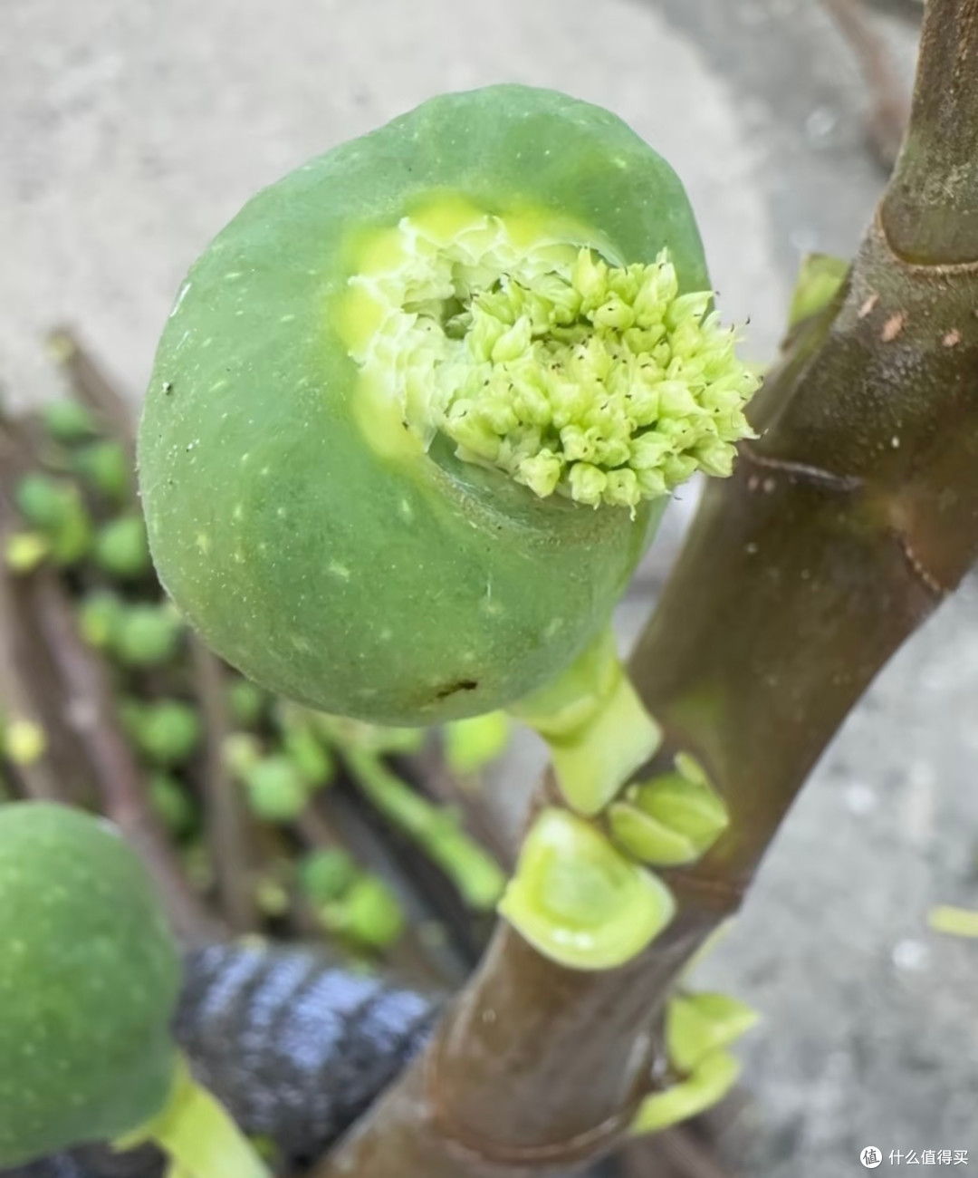湖南一妈妈,因“无花果开花”走红,网友直呼:成精了!
