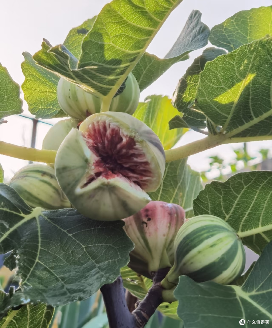 湖南一妈妈,因“无花果开花”走红,网友直呼:成精了!