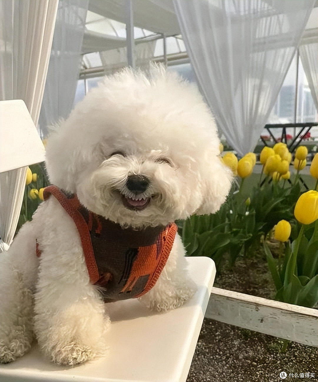 比熊便便“太臭”怎么办?换对狗粮 3 天变香!