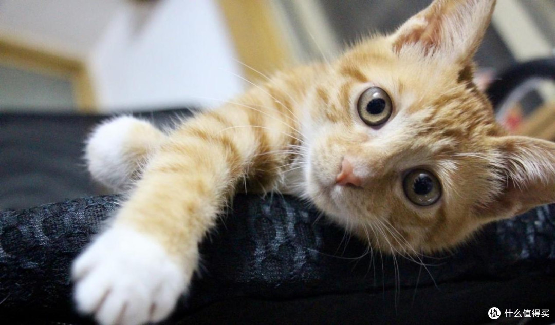 猫粮哪个牌子质量好性价比高?2025猫粮排行榜前十名