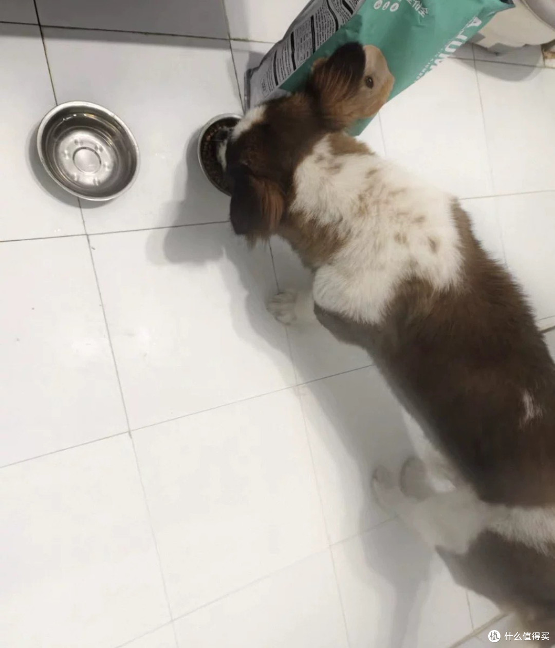 养泰迪柯基的铲屎官看过来!犬嘉乐狗粮真的没踩雷!