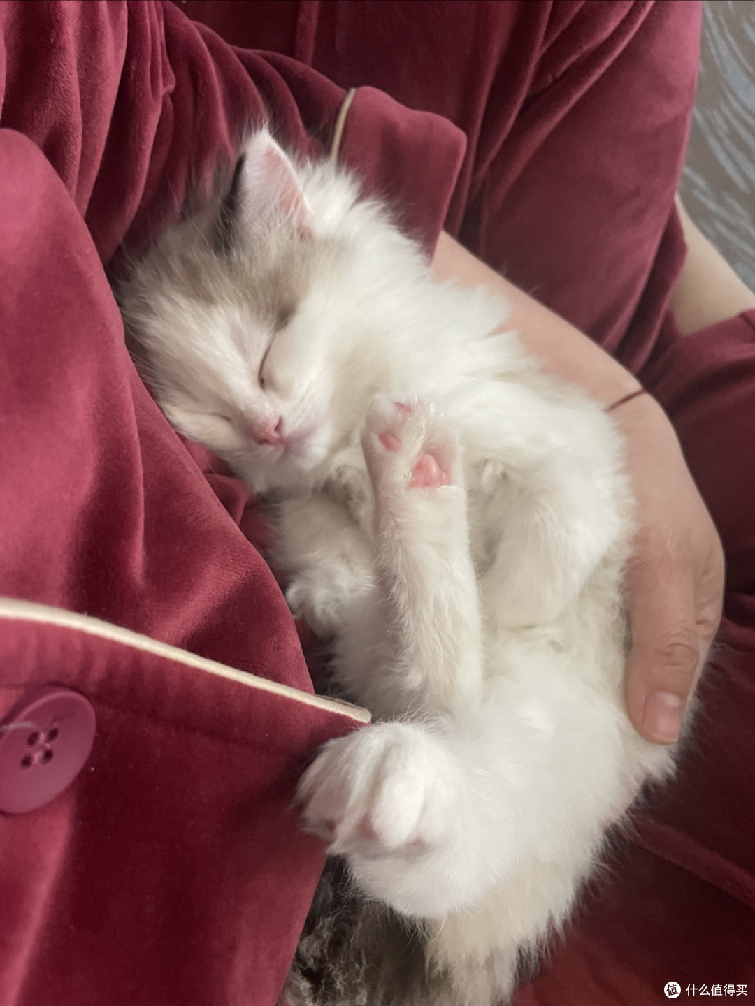养三只猫是什么体验?