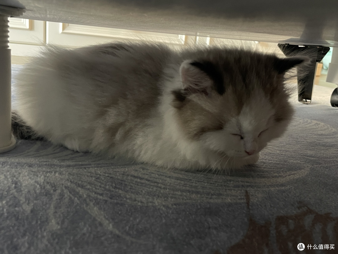 养三只猫是什么体验?