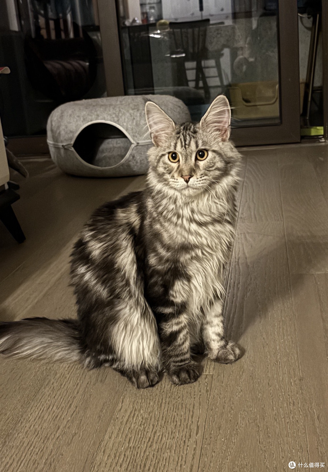 养三只猫是什么体验?