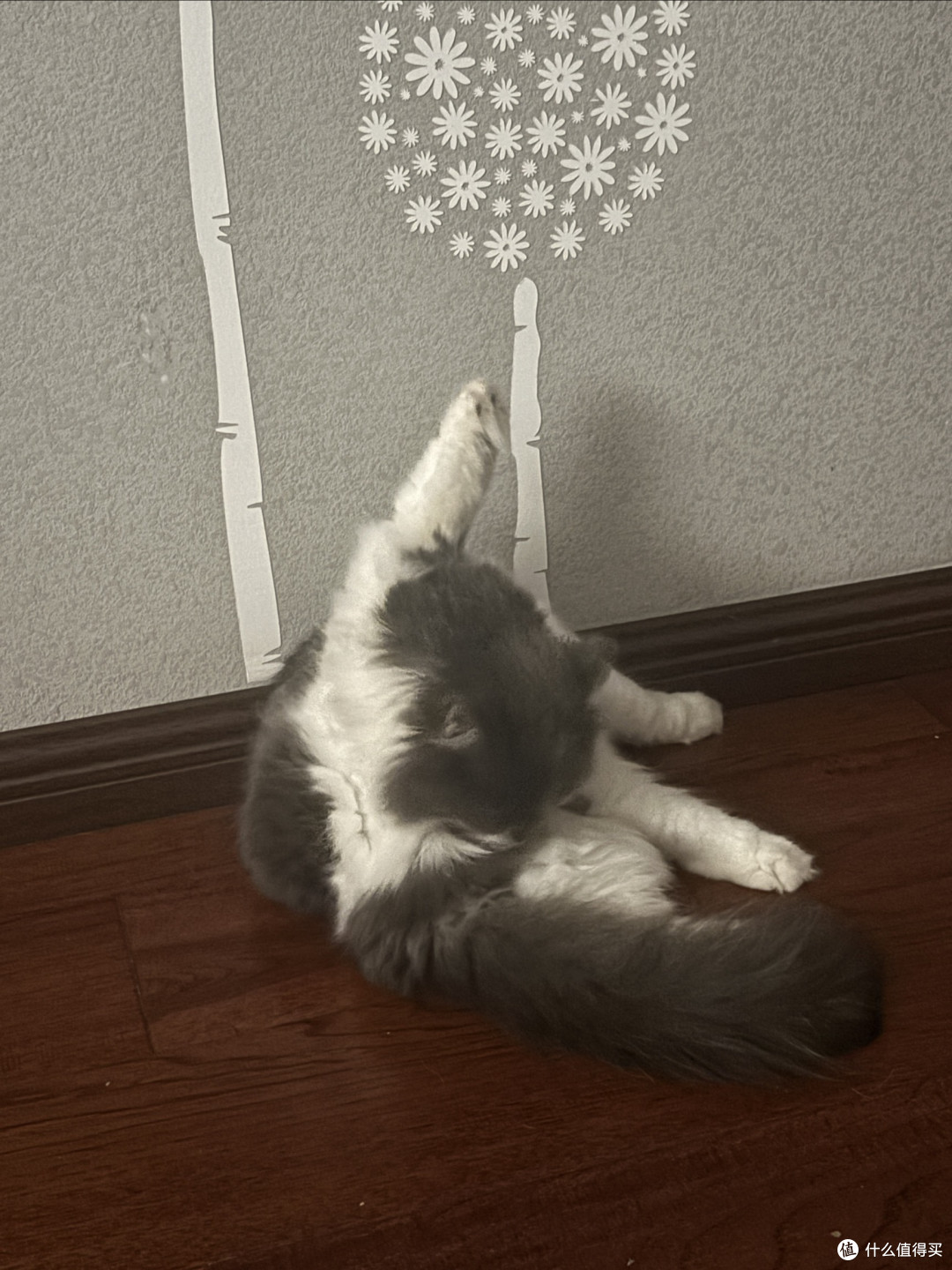 养三只猫是什么体验?