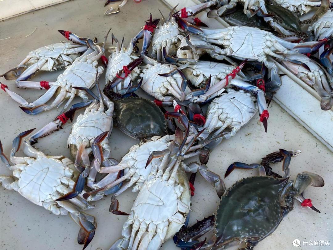 买梭子蟹怎么选更鲜?蒸梭子蟹怎么蒸更嫩?老渔民来支招,快收藏