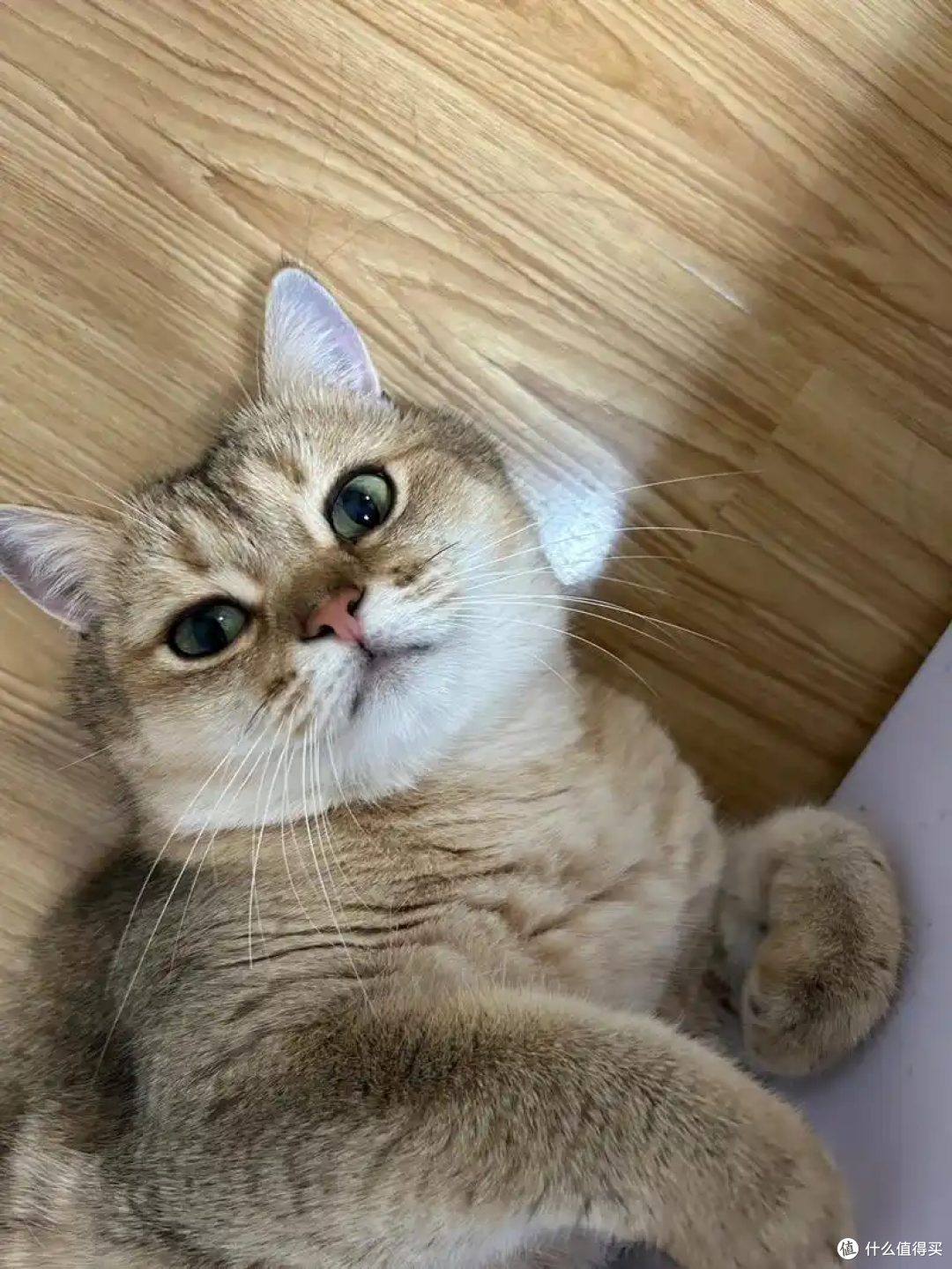 猫咪掉毛严重?猫毛满天飞怎么办?