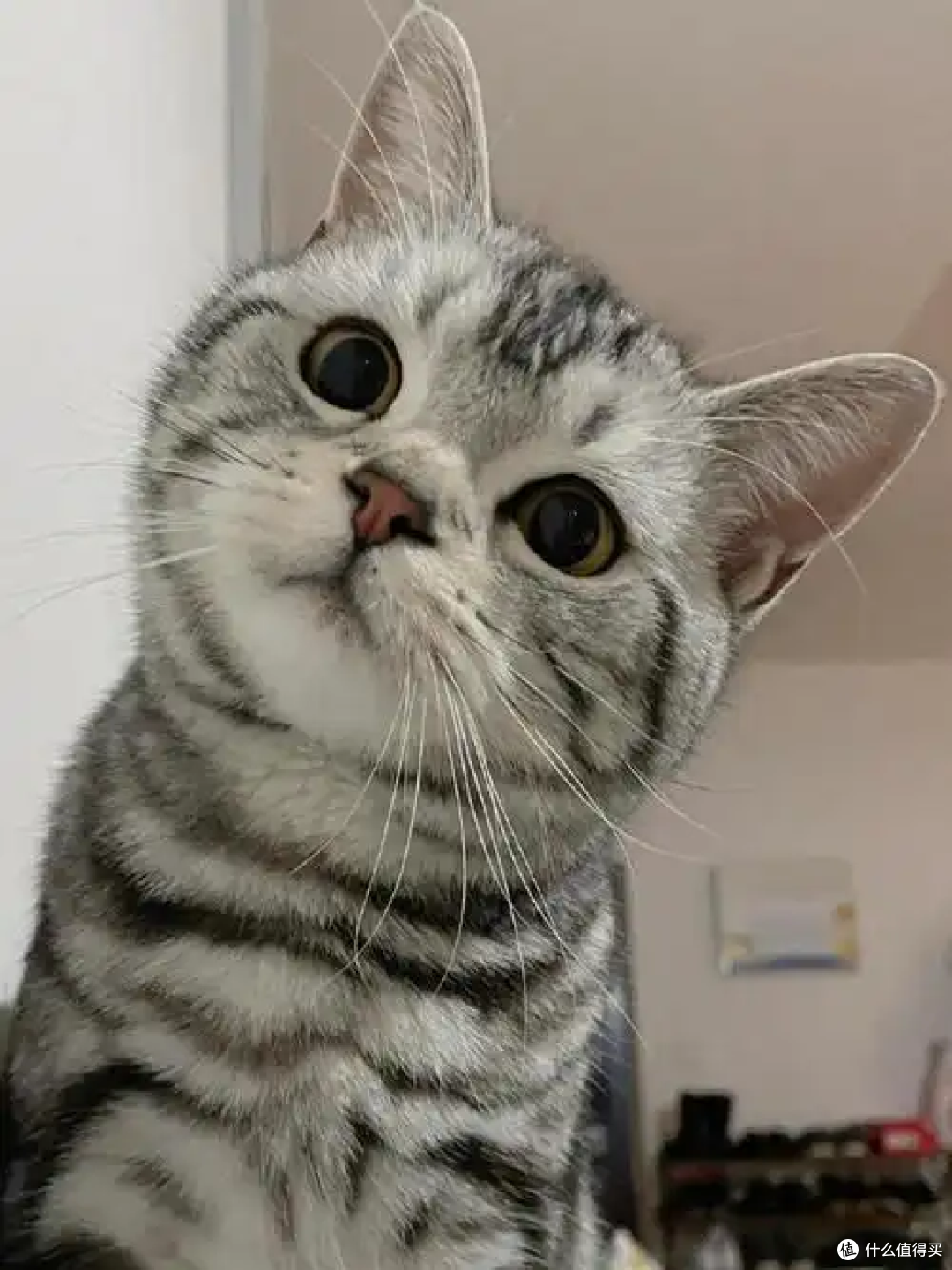 猫咪掉毛严重?猫毛满天飞怎么办?