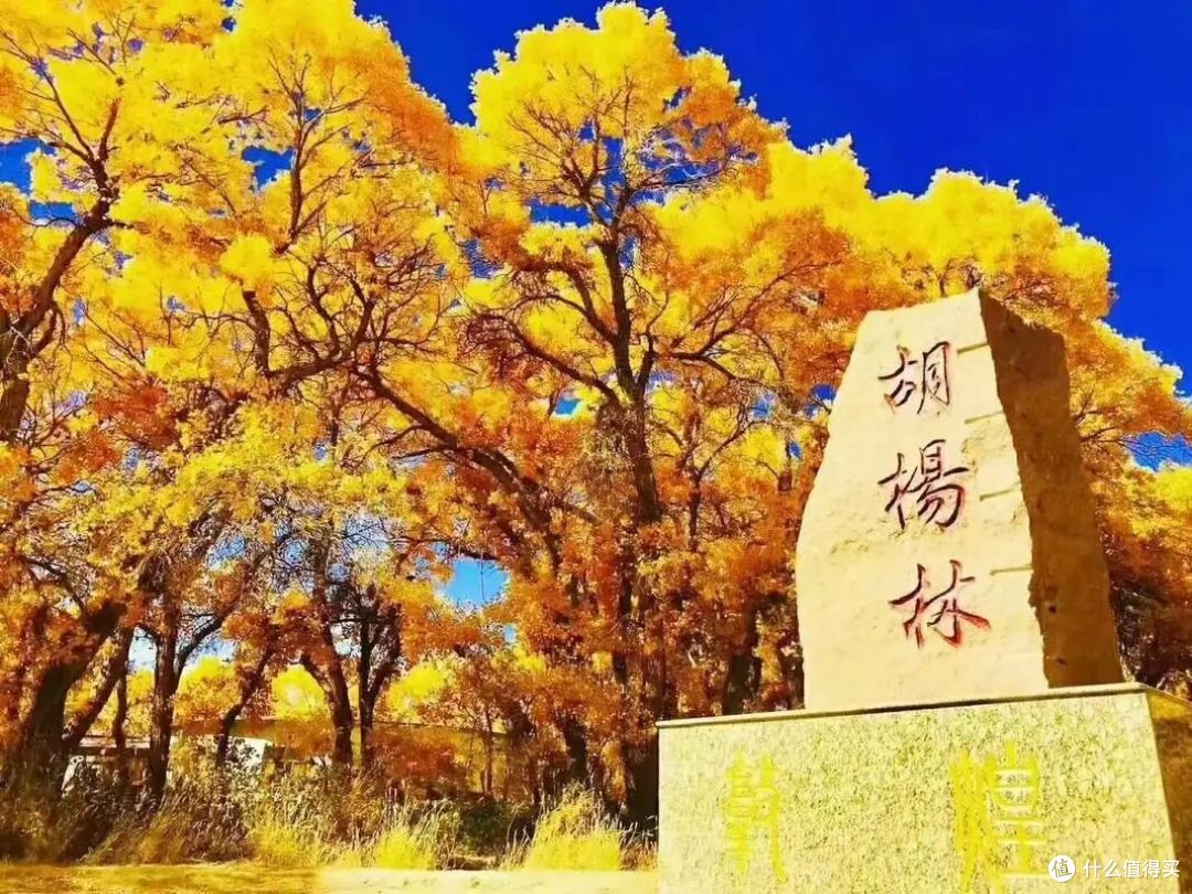 9月赏秋指南:从金色胡杨到蓝海渔村,解锁5处秋日限定浪漫
