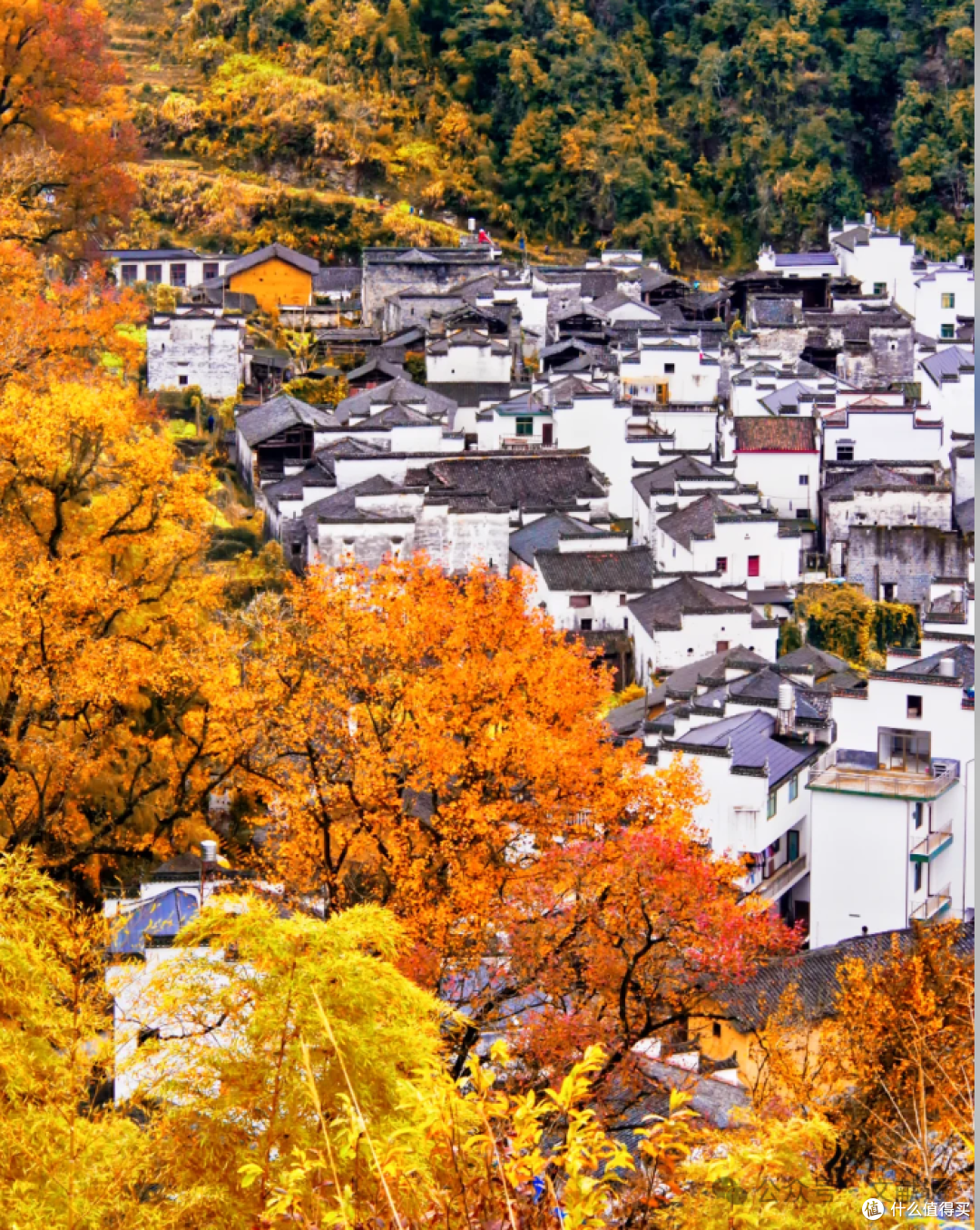 9月赏秋指南:从金色胡杨到蓝海渔村,解锁5处秋日限定浪漫