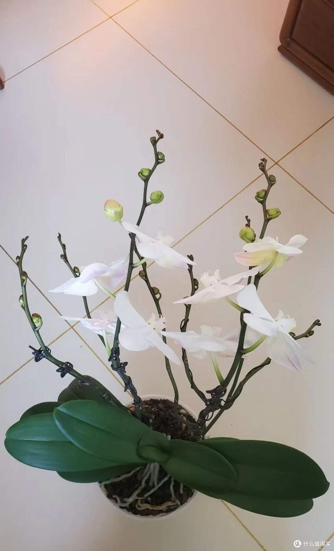 女子花400买的蝴蝶兰，客厅一摆“蓬荜生辉”：壮观又便宜！