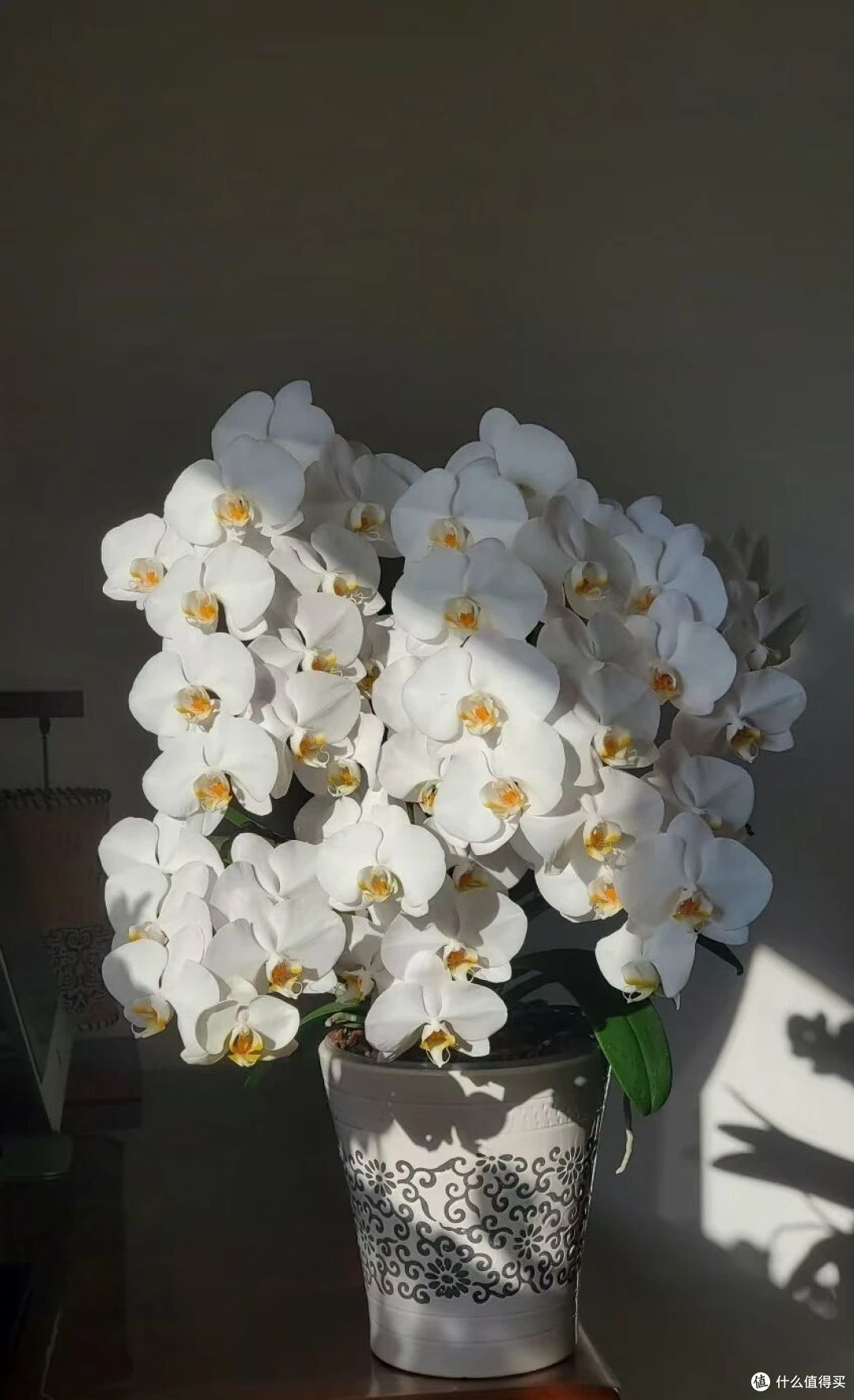 女子花400买的蝴蝶兰，客厅一摆“蓬荜生辉”：壮观又便宜！