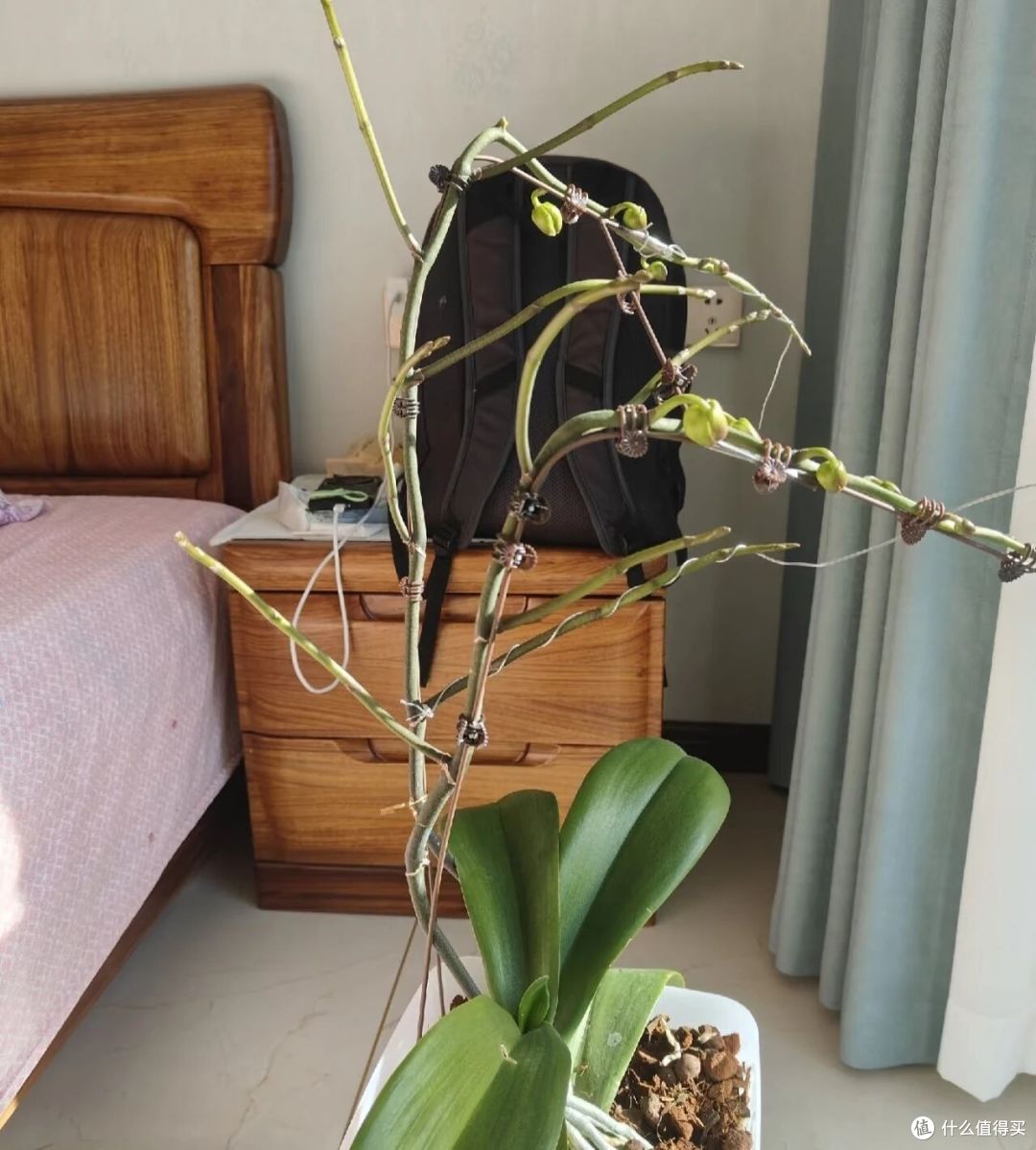 女子花400买的蝴蝶兰，客厅一摆“蓬荜生辉”：壮观又便宜！