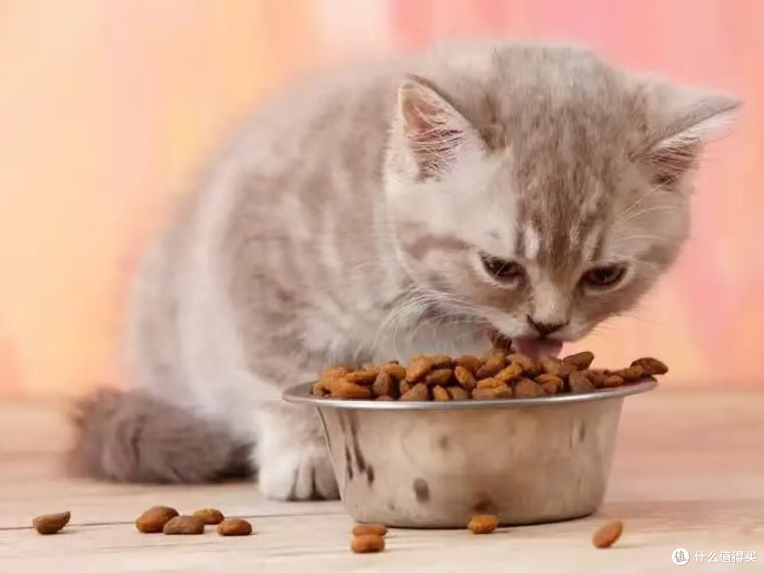 宠物猫粮怎么选更省钱?天然猫粮排行榜高性价比推荐