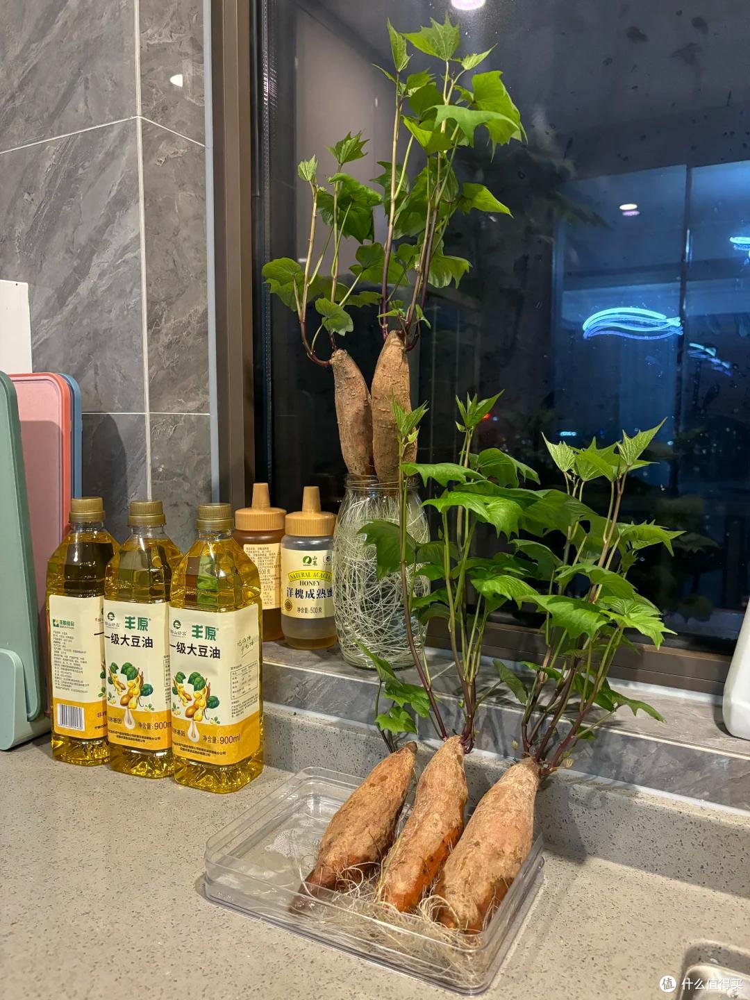 女子离家20天,家里的“红薯成了精”,网友:水培,比吃更有意思
