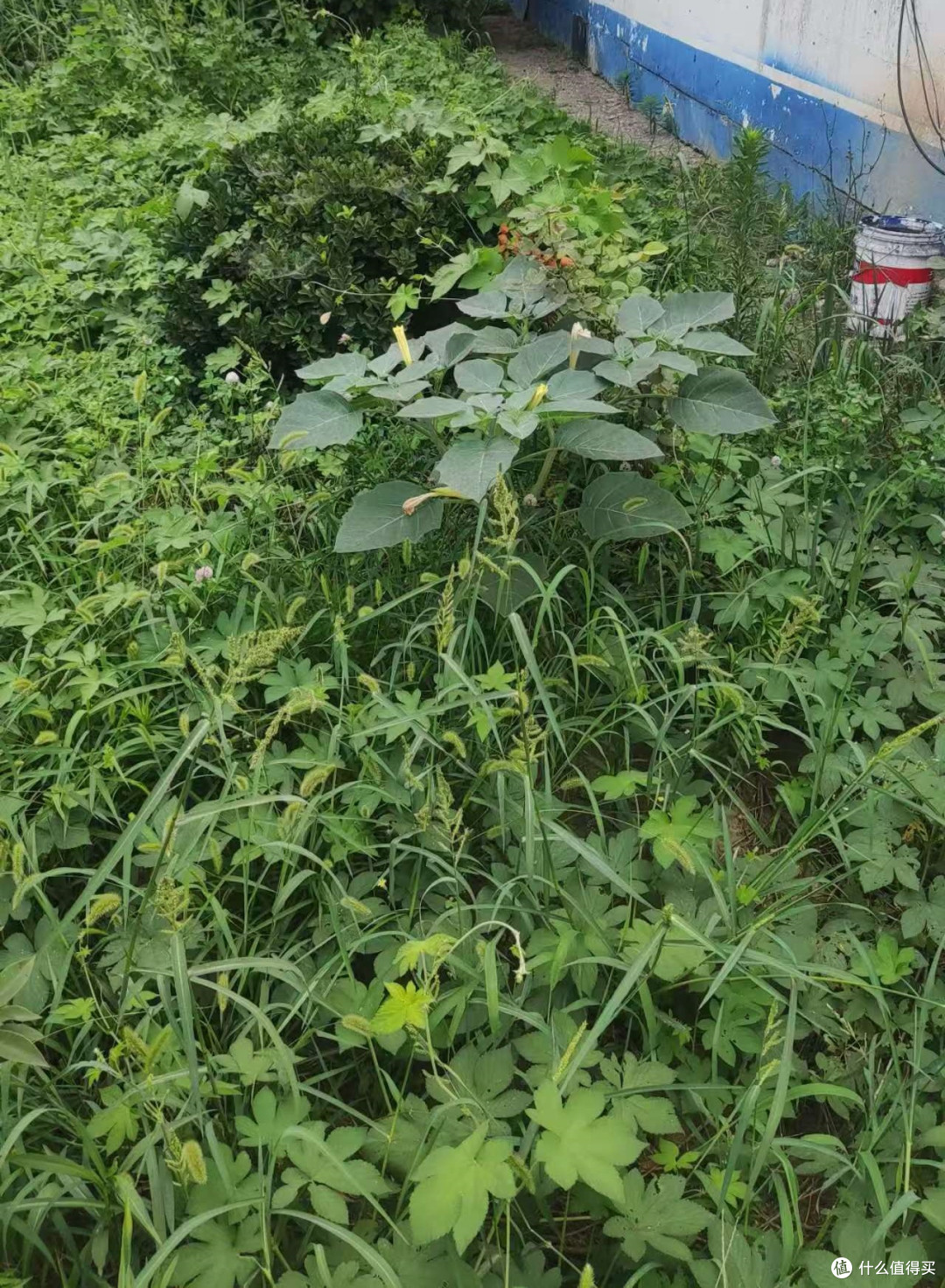 野地里的曼陀罗花