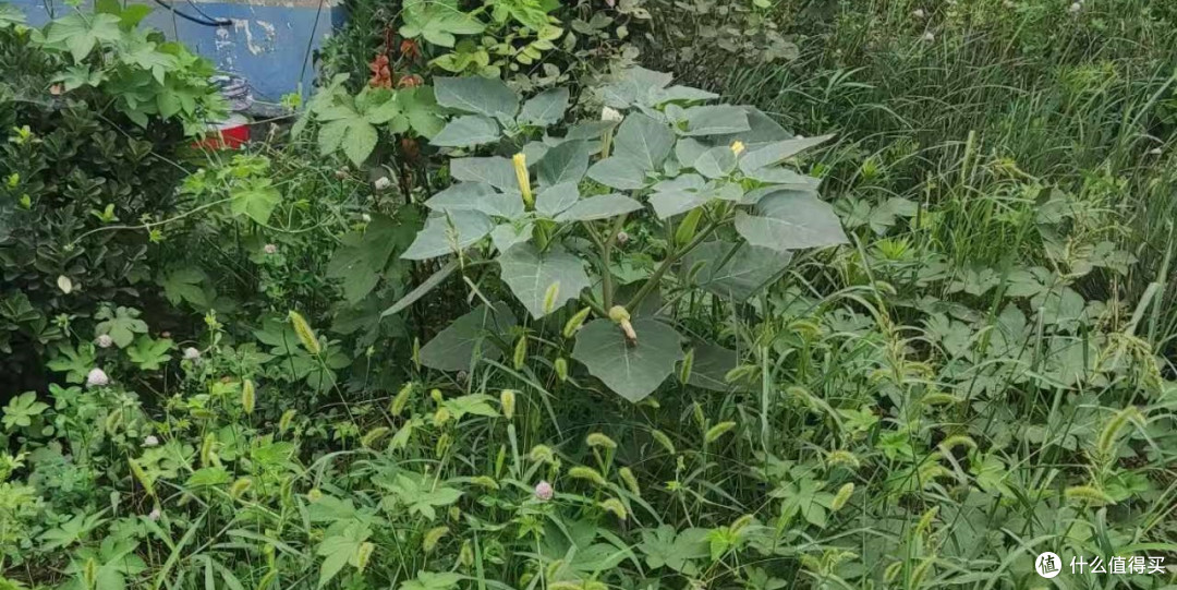野地里的曼陀罗花