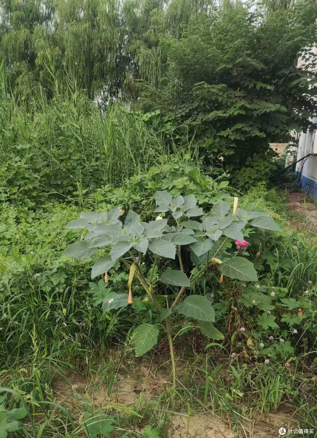 野地里的曼陀罗花