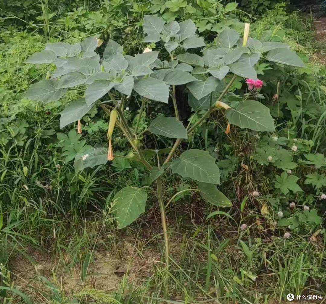 野地里的曼陀罗花