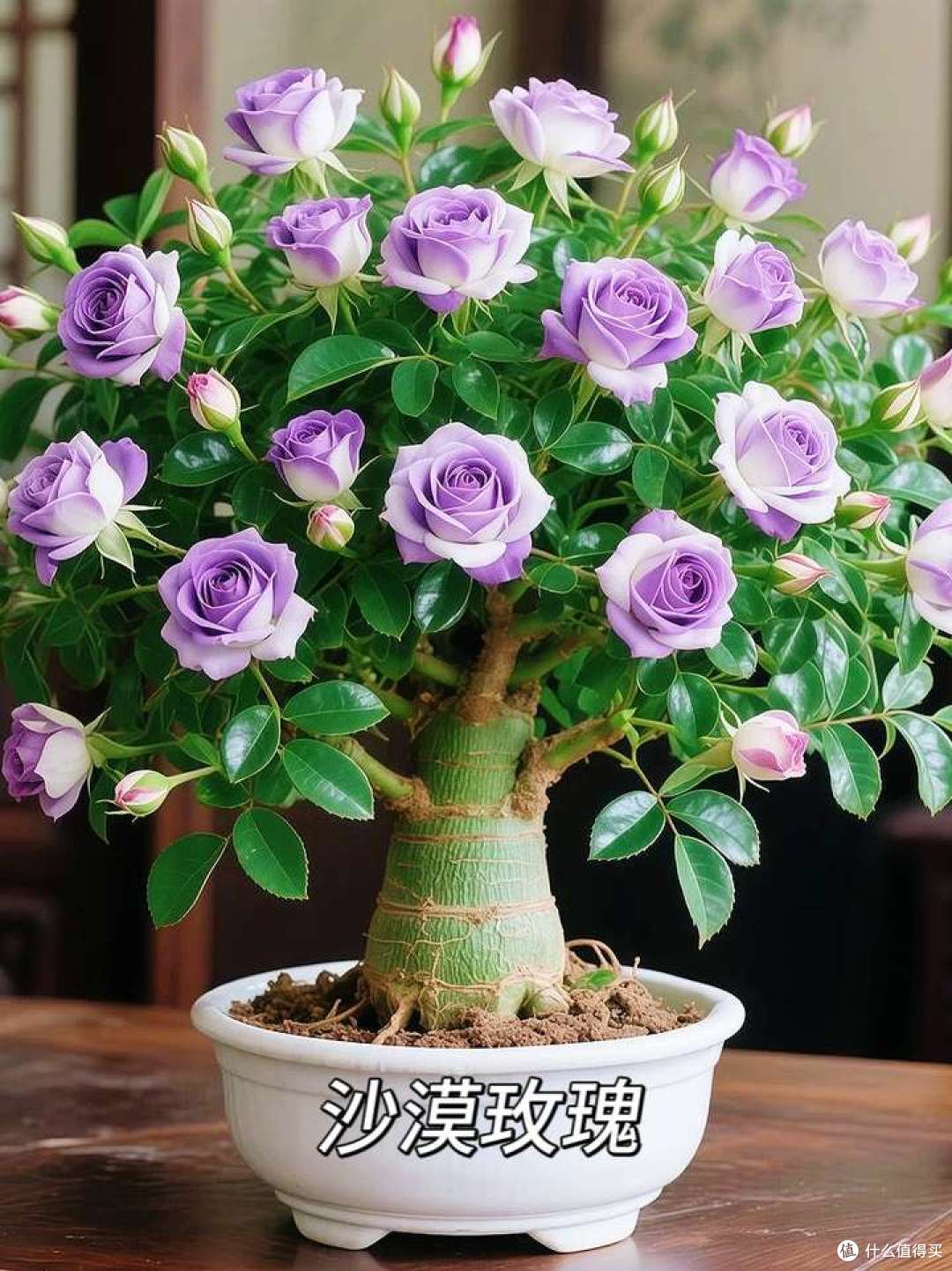 搬新家,这些养不死的植物可以闭眼冲~