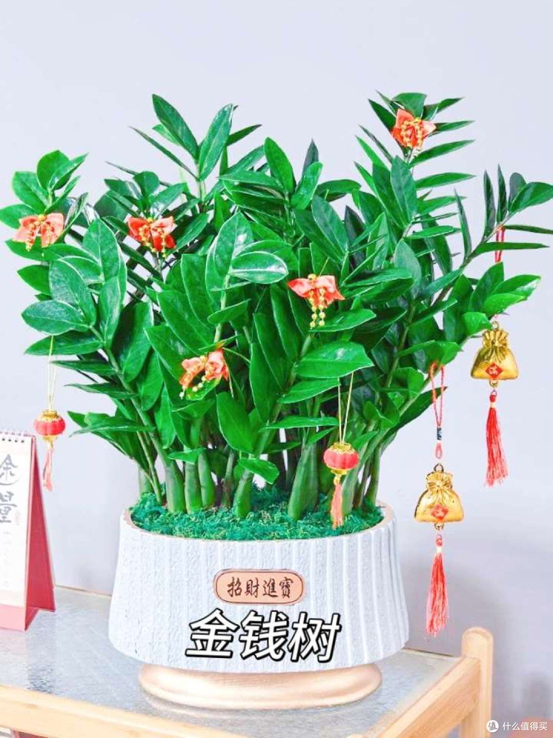 搬新家,这些养不死的植物可以闭眼冲~