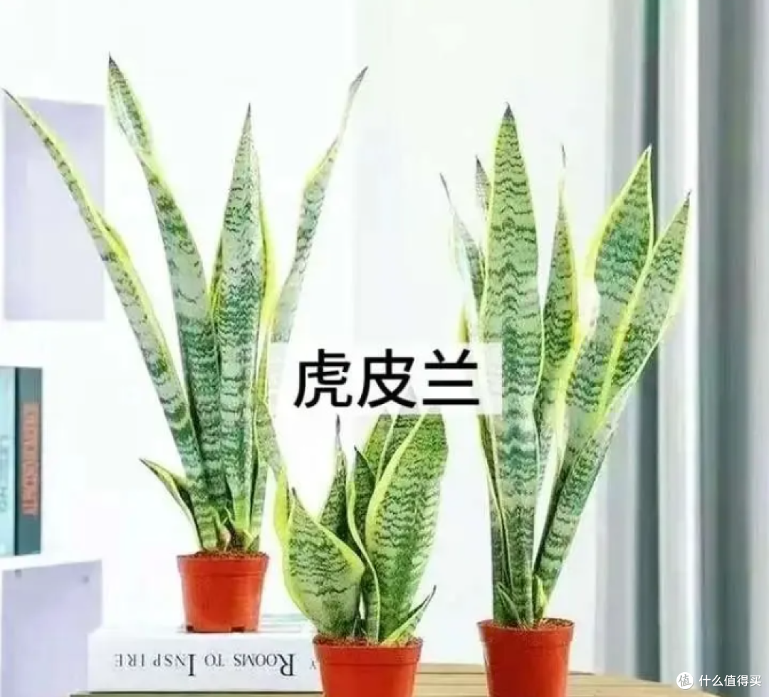 搬新家,这些养不死的植物可以闭眼冲~