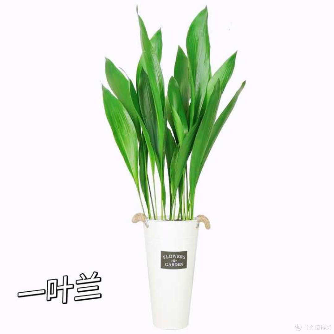 搬新家,这些养不死的植物可以闭眼冲~