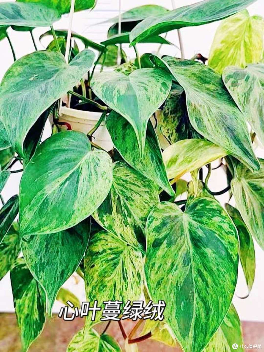 搬新家,这些养不死的植物可以闭眼冲~