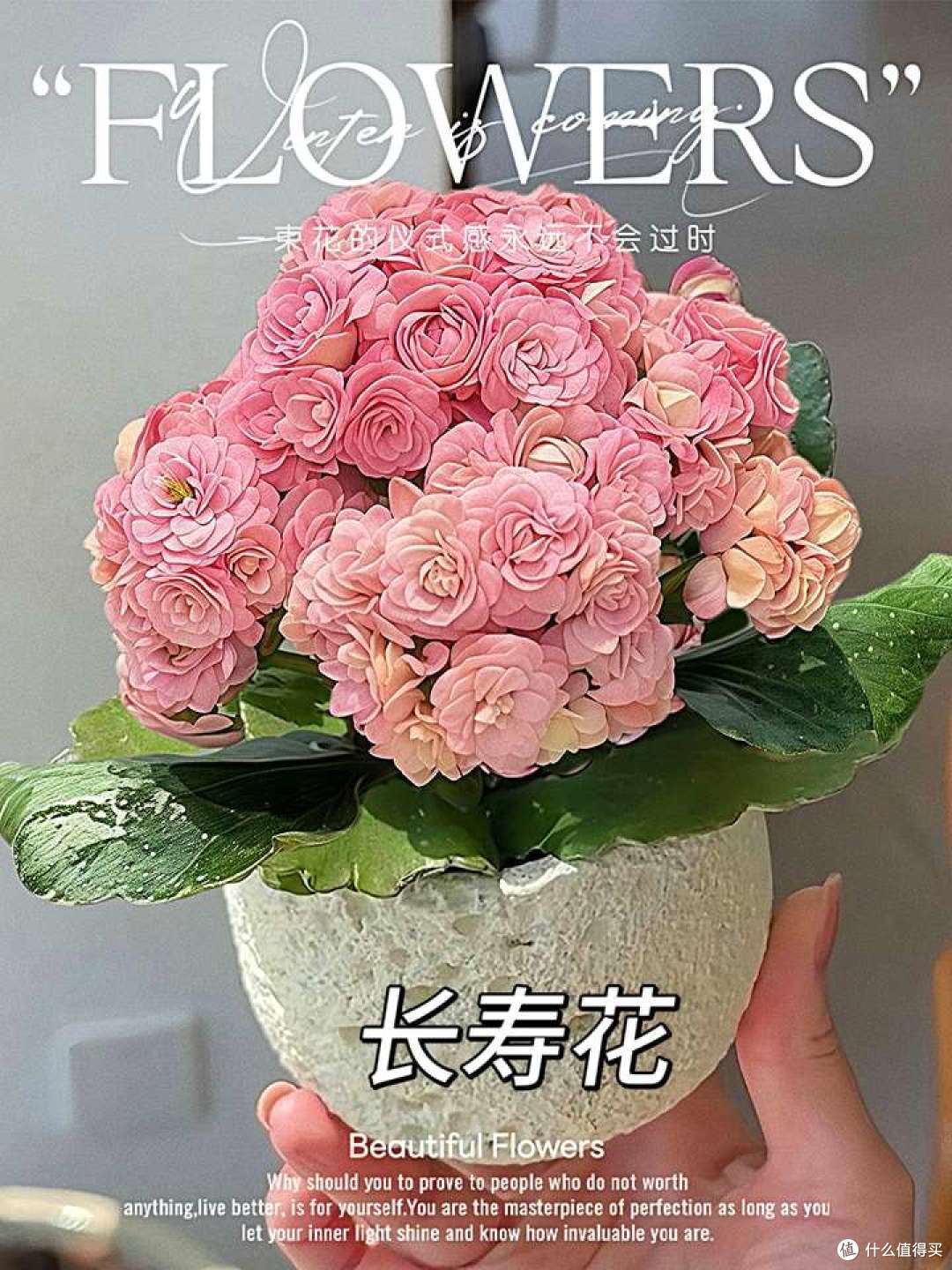 搬新家,这些养不死的植物可以闭眼冲~