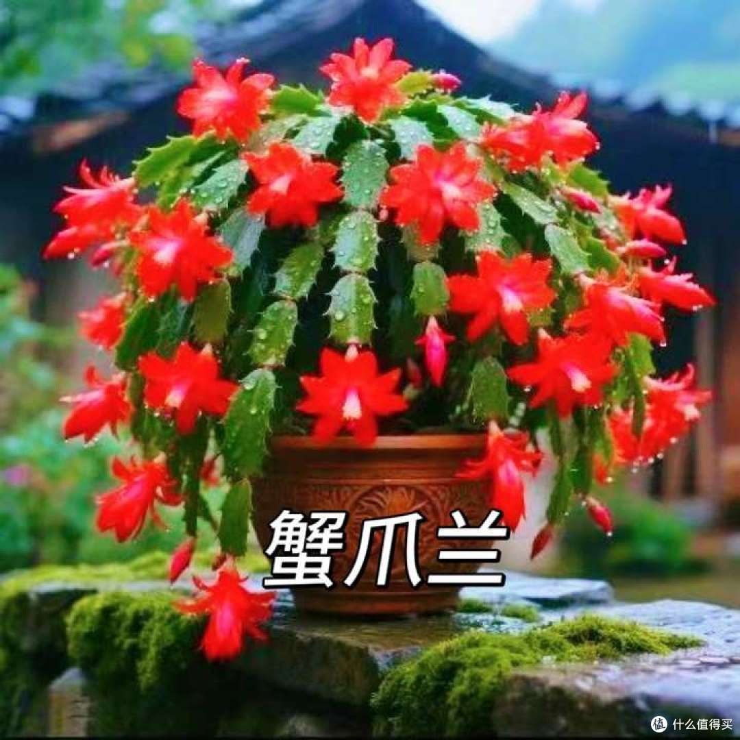 搬新家,这些养不死的植物可以闭眼冲~