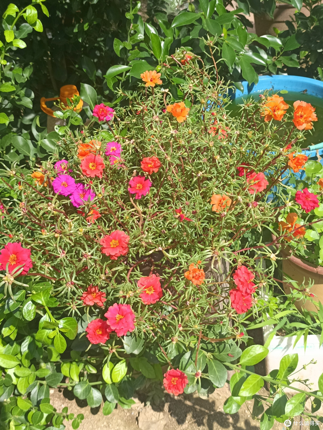 花花草草也很美