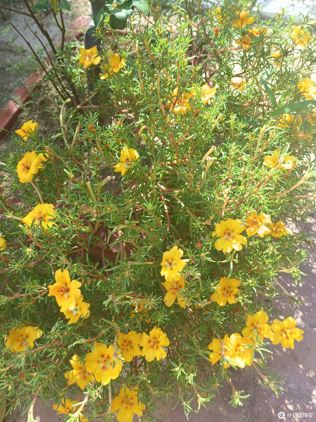 花花草草也很美