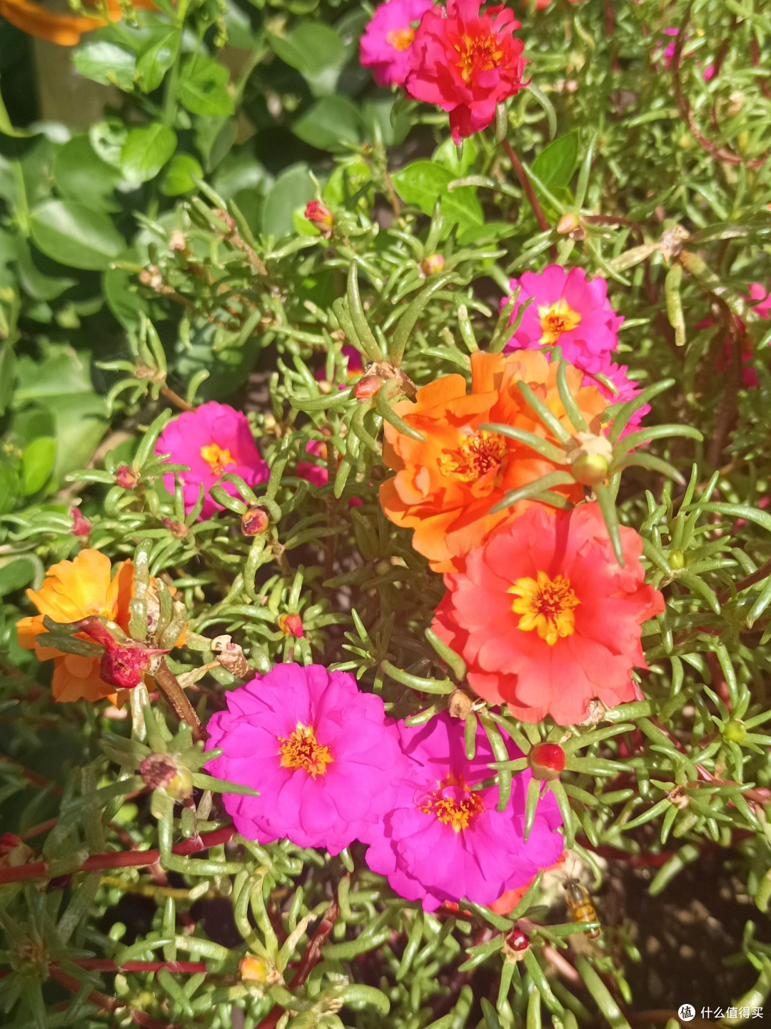 花花草草也很美