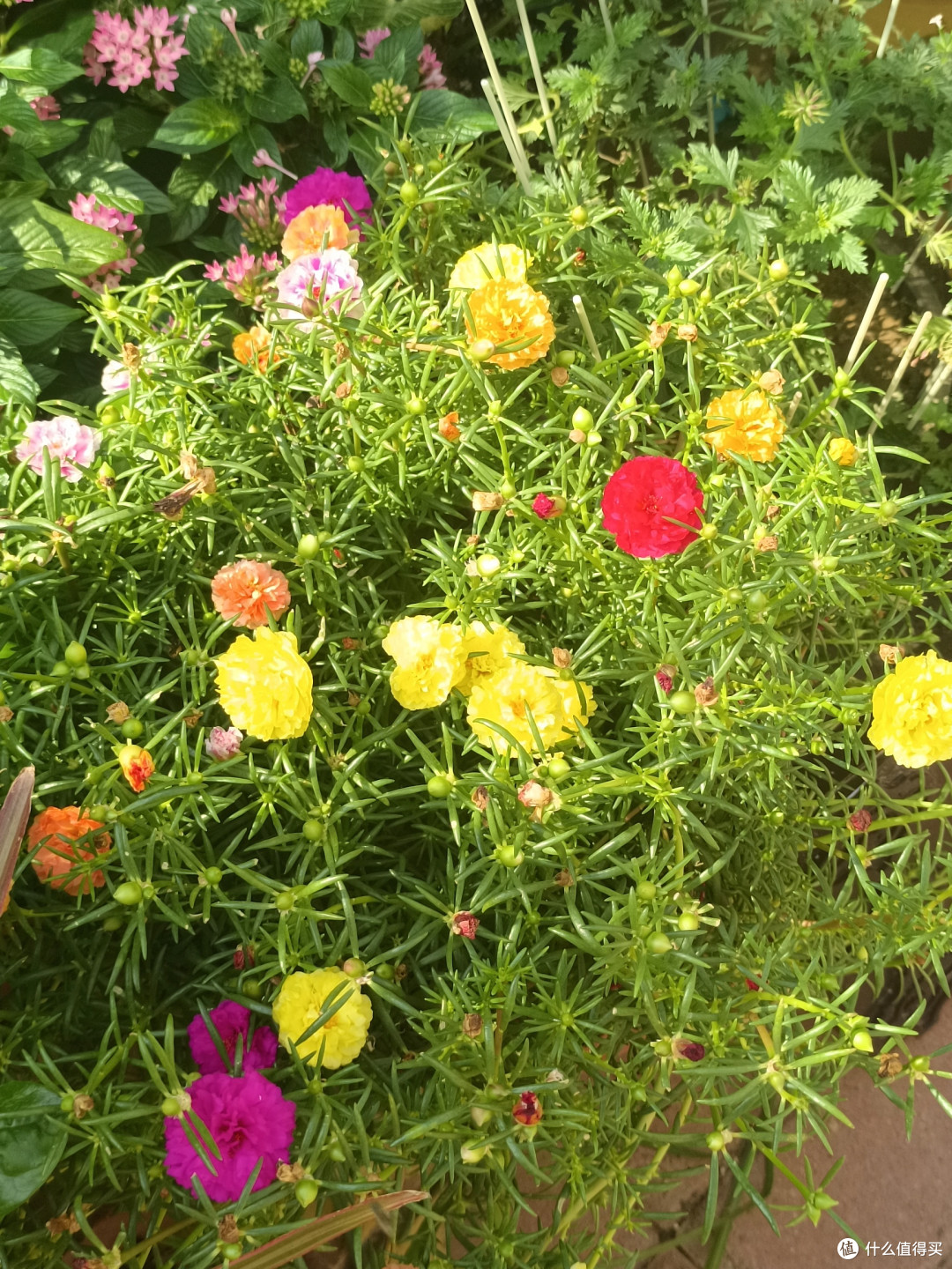 花花草草也很美