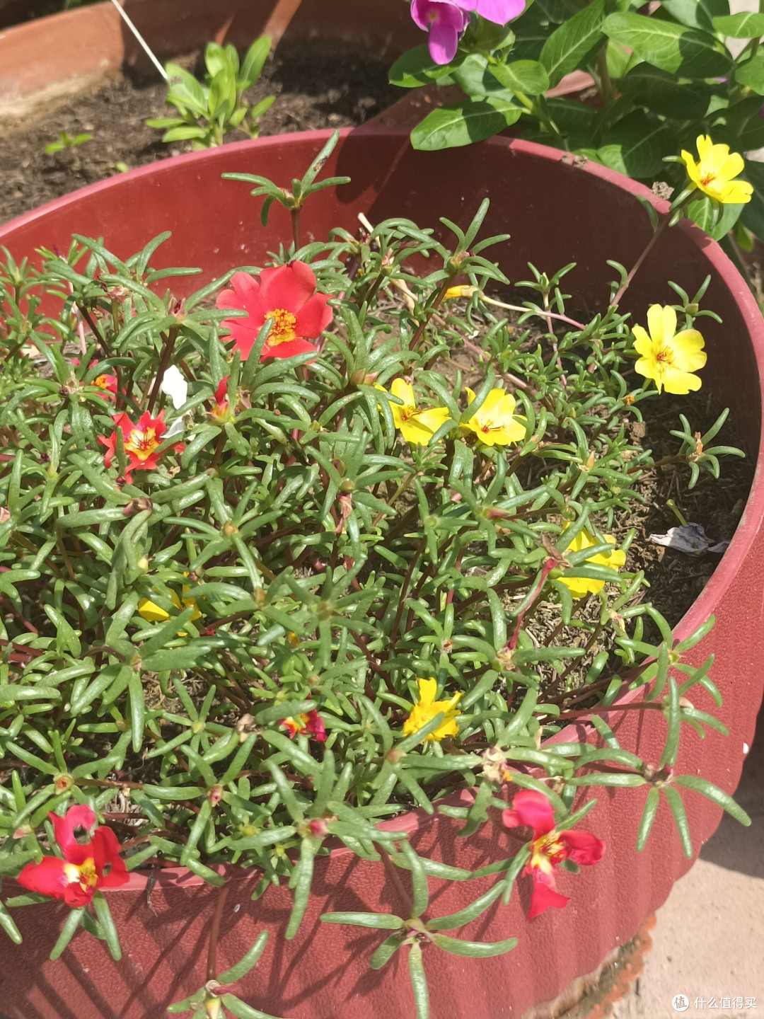 花花草草也很美