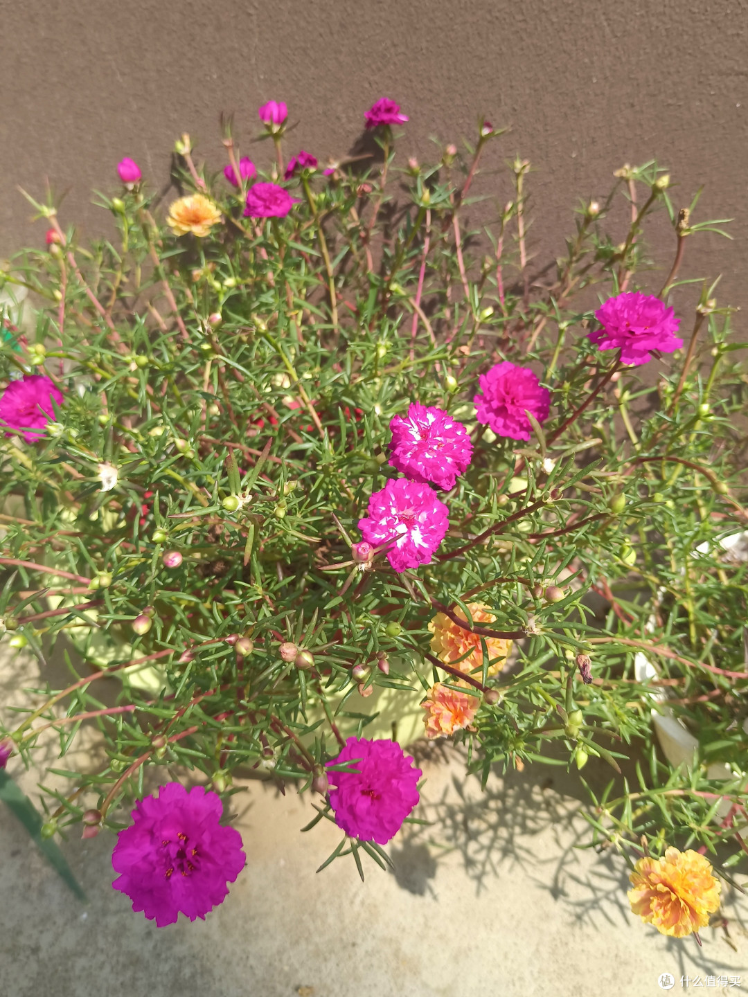 花花草草也很美