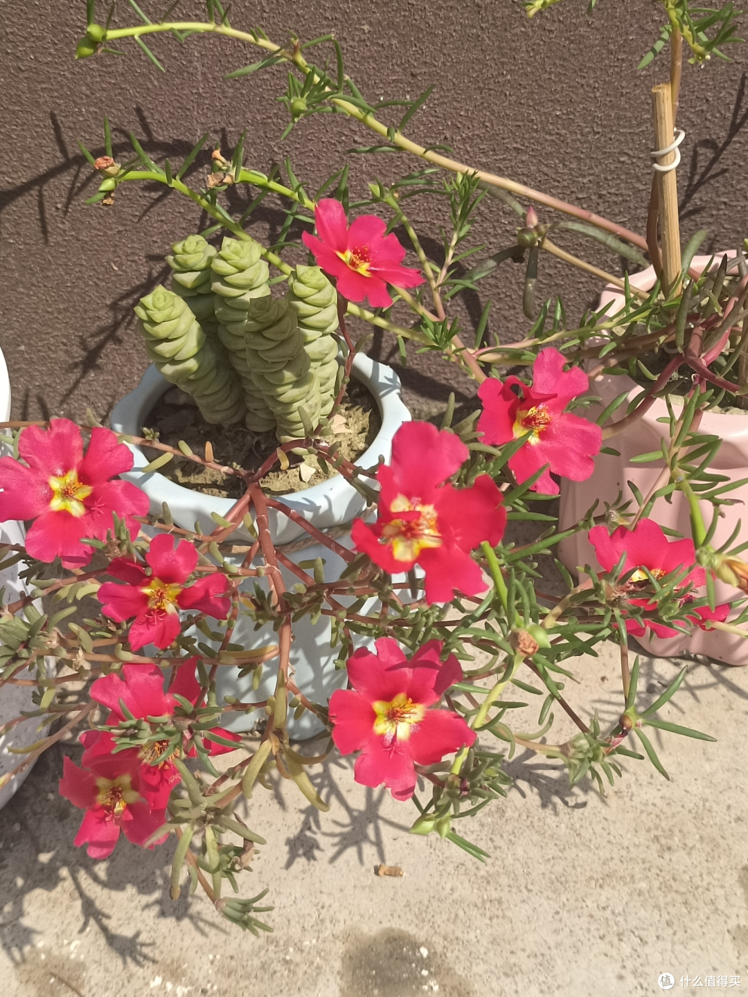 花花草草也很美
