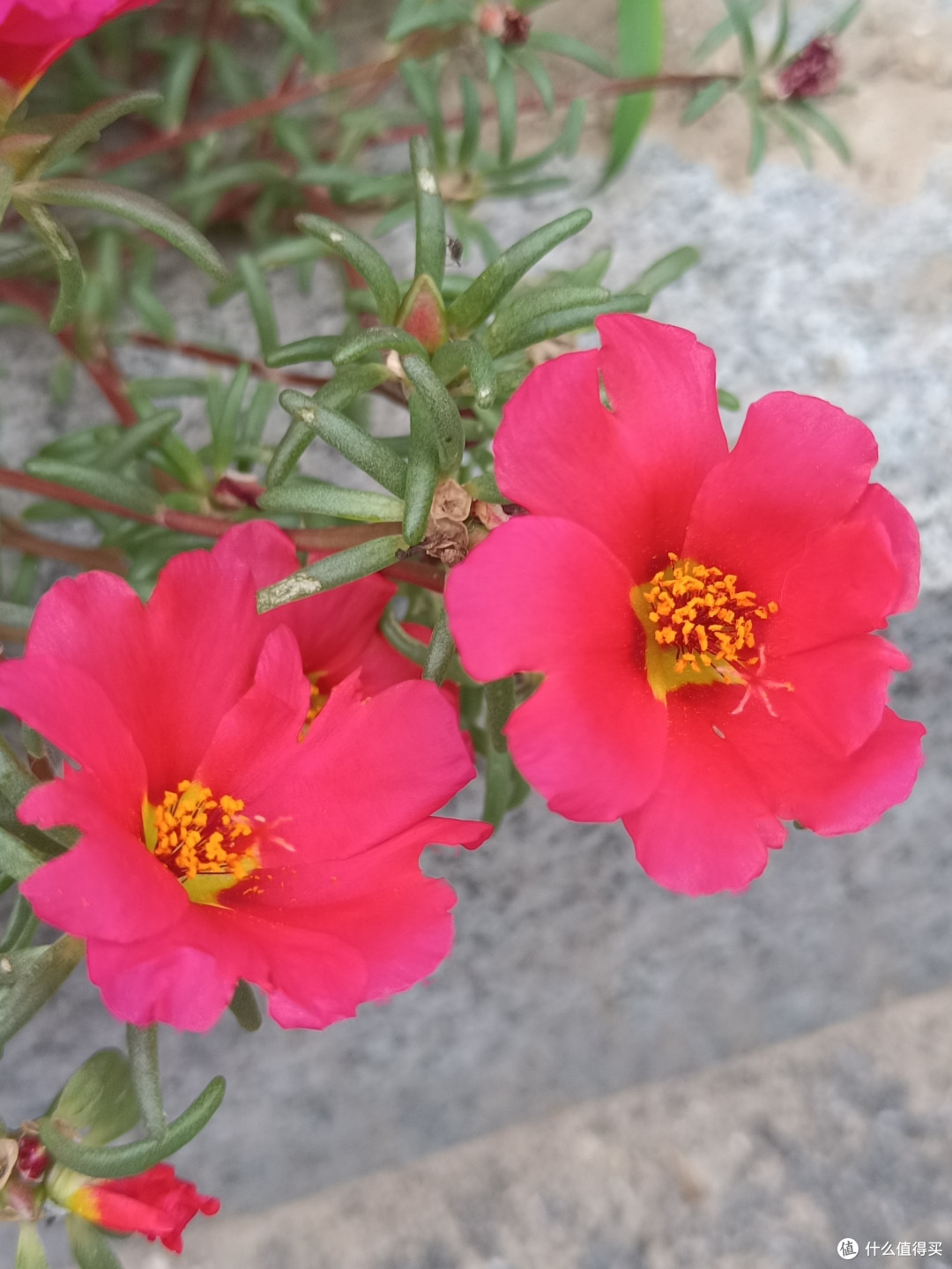 花花草草也很美