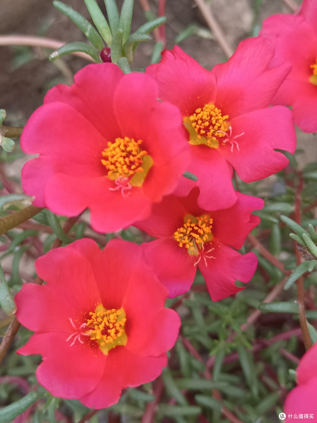 花花草草也很美
