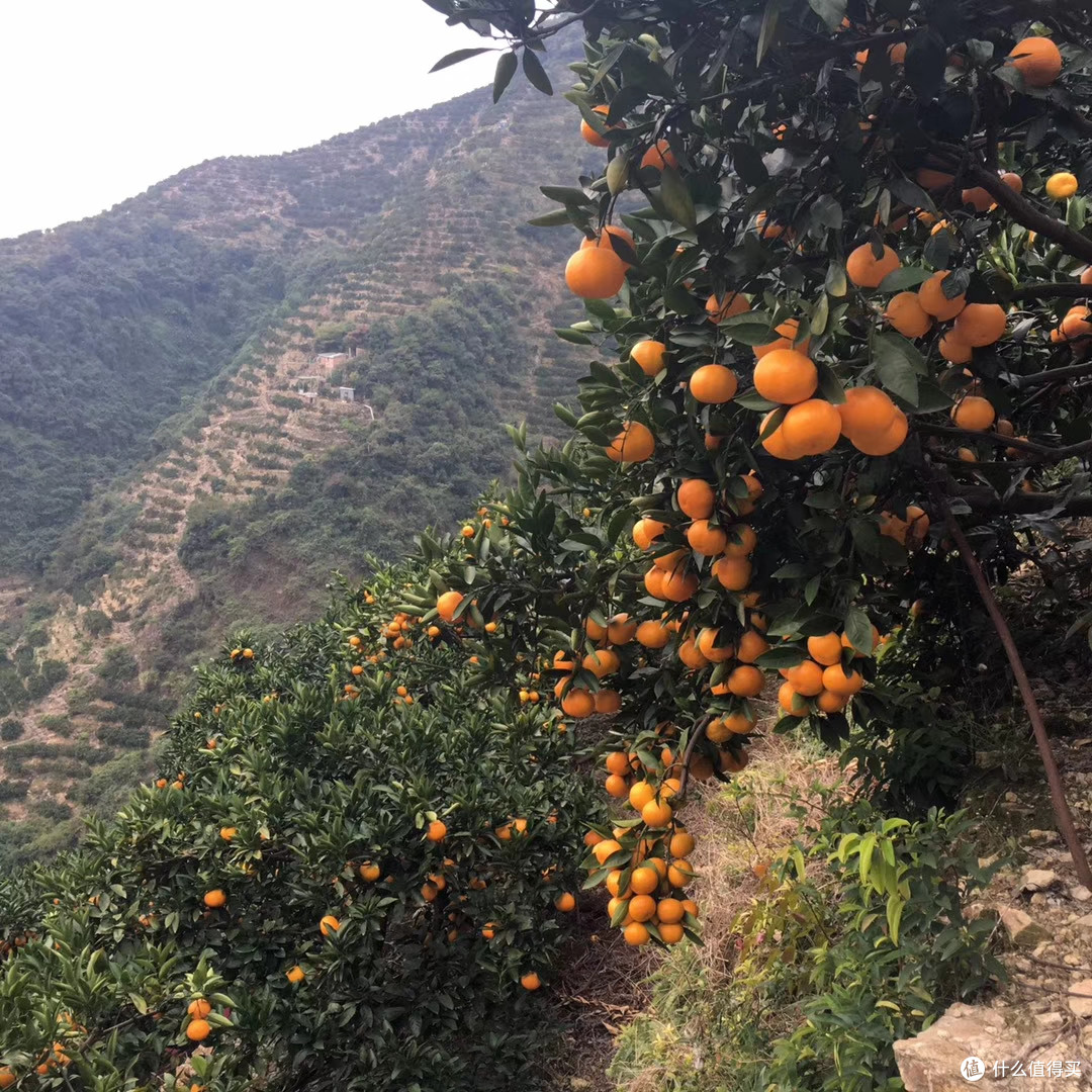 涌泉蜜桔哪里的最正宗呢?临海蜜桔什么时候上市?