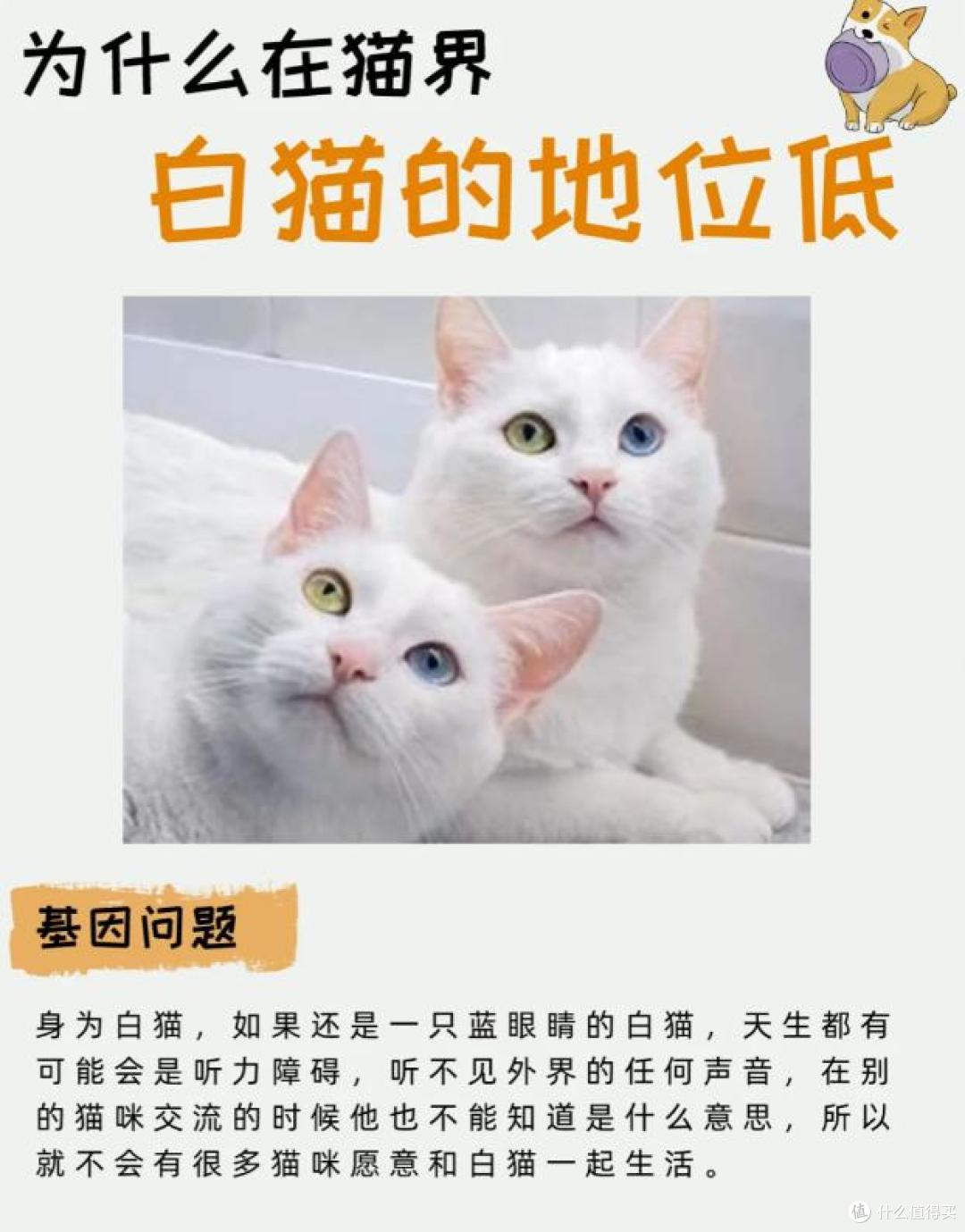 为啥白猫在猫界总 “受冷落”?这 4 个原因太真实了!
