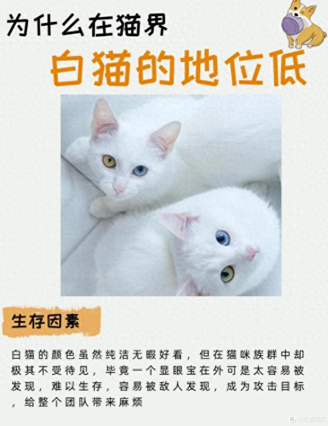 为啥白猫在猫界总 “受冷落”?这 4 个原因太真实了!
