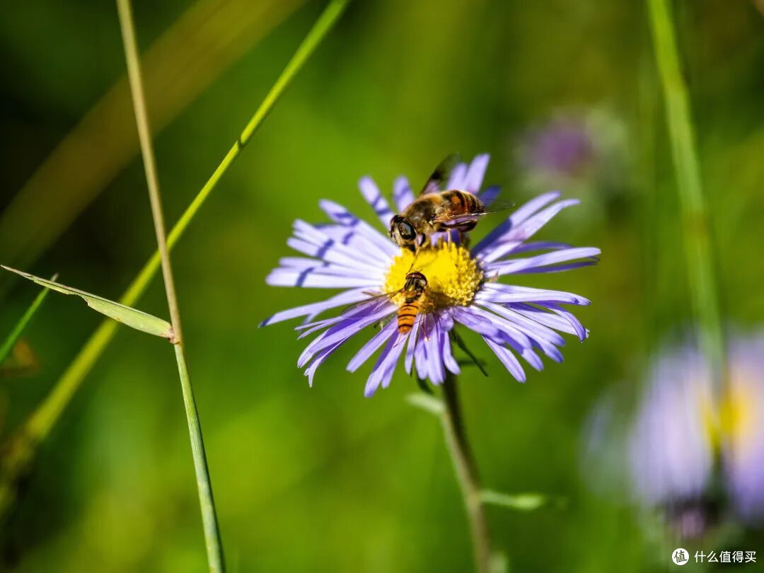 风光+生态一镜搞定!奥之心50-200mm F2.8 IS PRO