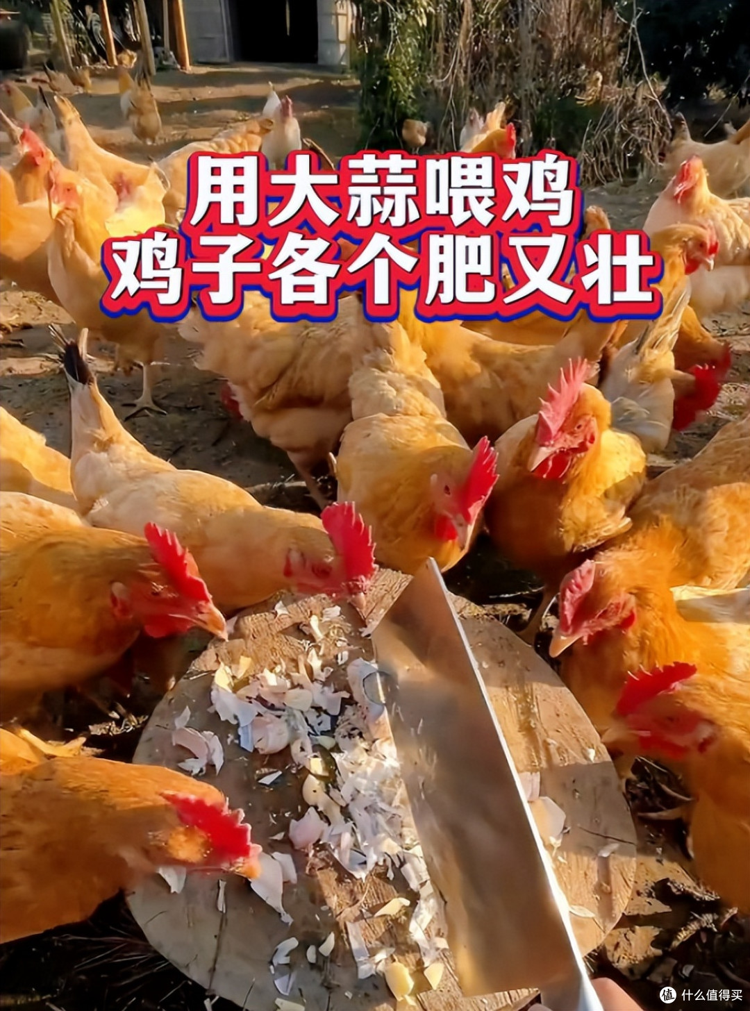 大蒜皮别急着扔掉，这些用途拿钱都难买，越早知道越受益！