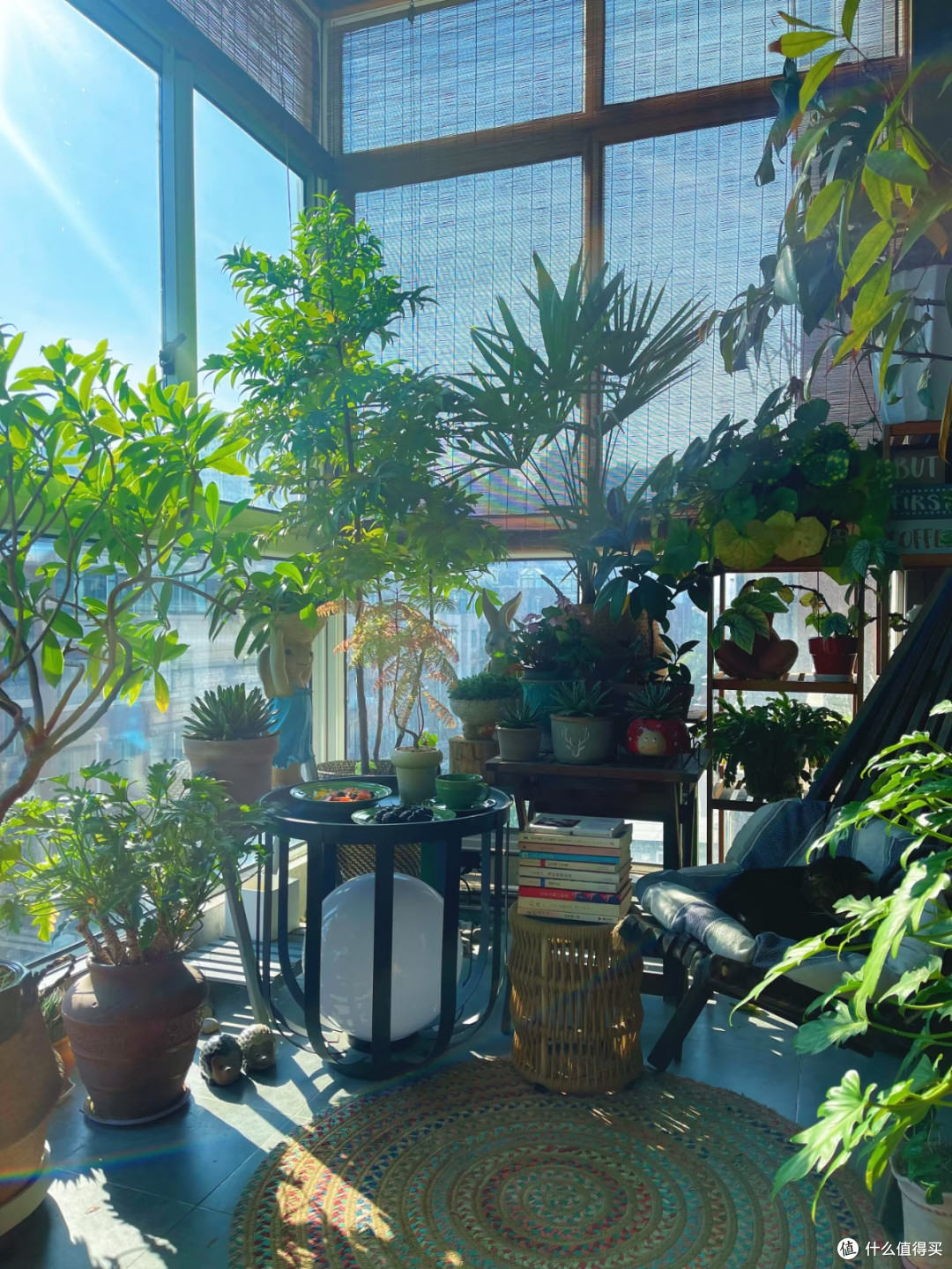 9㎡阳台打造小森林:掌握植物摆放技巧,层次感轻松出来